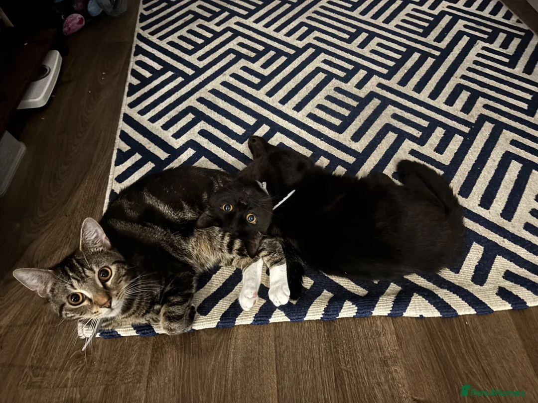 Mixed Breed cats for sale: Beautiful male kittens available 9 months old - Advert 6