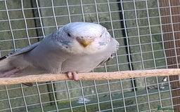 Budgerigars birds for sale: Young budgies, easily tamed - Image 12