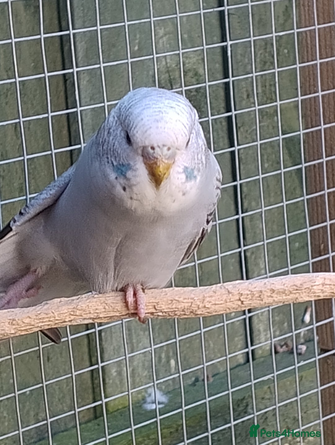 Budgerigars birds for sale: Young budgies, easily tamed - Image 12