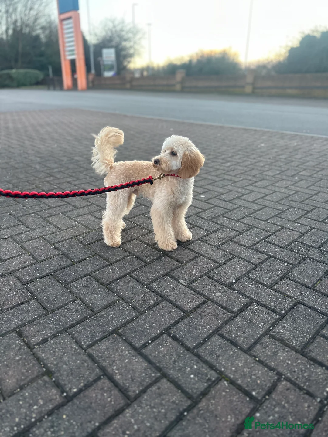 Miniature Poodle dogs for sale: Poodle miniature  in Leeds - Advert 4