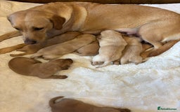 Labrador Retriever dogs for sale: KC REGISTERED DNA TESTED LABRADOR PUPPIES - Image 25