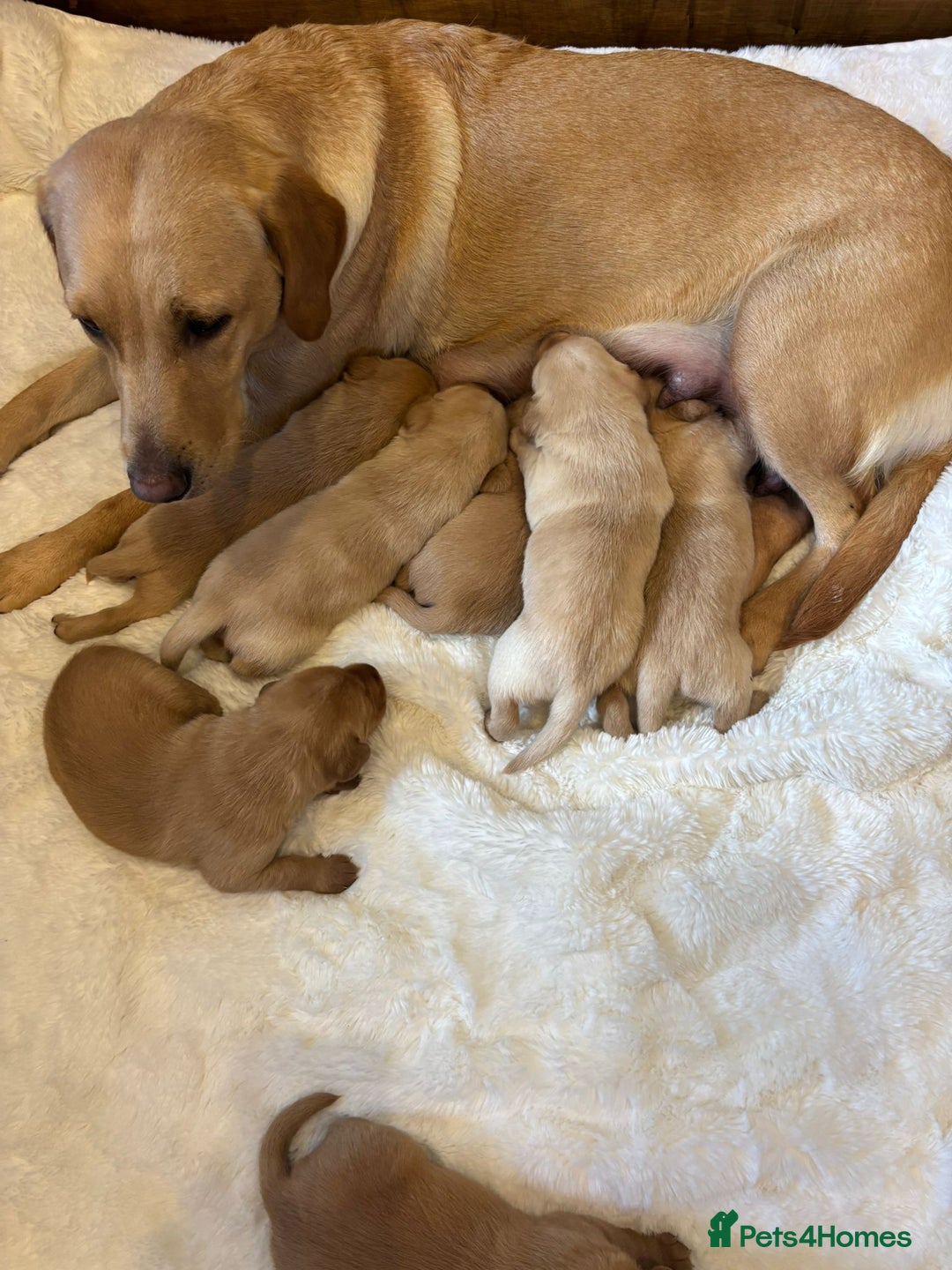 Labrador Retriever dogs for sale: KC REGISTERED DNA TESTED LABRADOR PUPPIES - Image 25