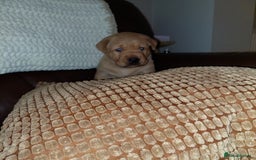 Labrador Retriever dogs for sale: Gorgeous female labrador puppy available Oct 4th  - Image 10