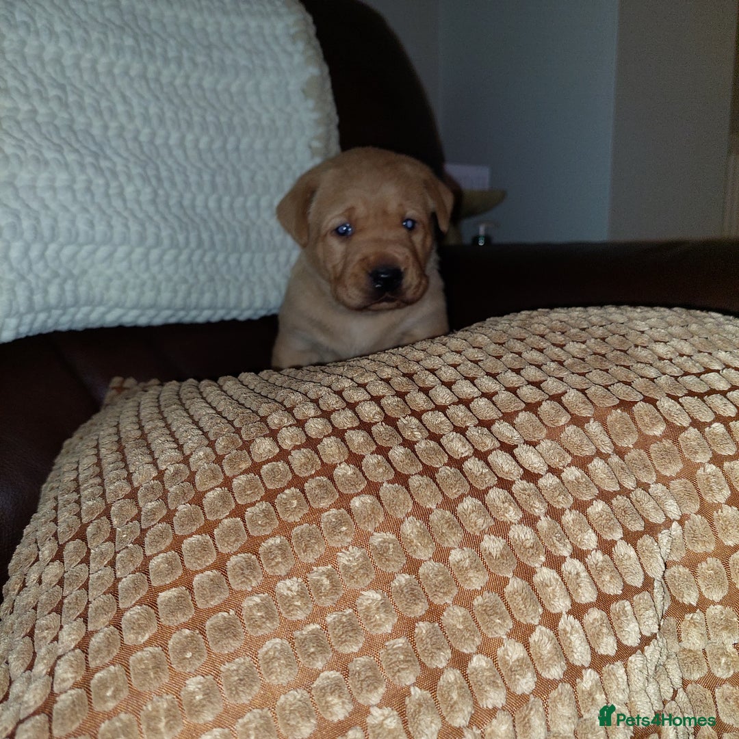 Labrador Retriever dogs for sale: Gorgeous female labrador puppy available Oct 4th  - Image 10