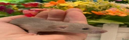 Rat rodents for sale: Absolutely gorgeous & friendly baby rats! - Advert 6
