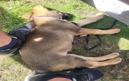 Mixed Breed dogs for sale: Puppy for rehome - Image 2