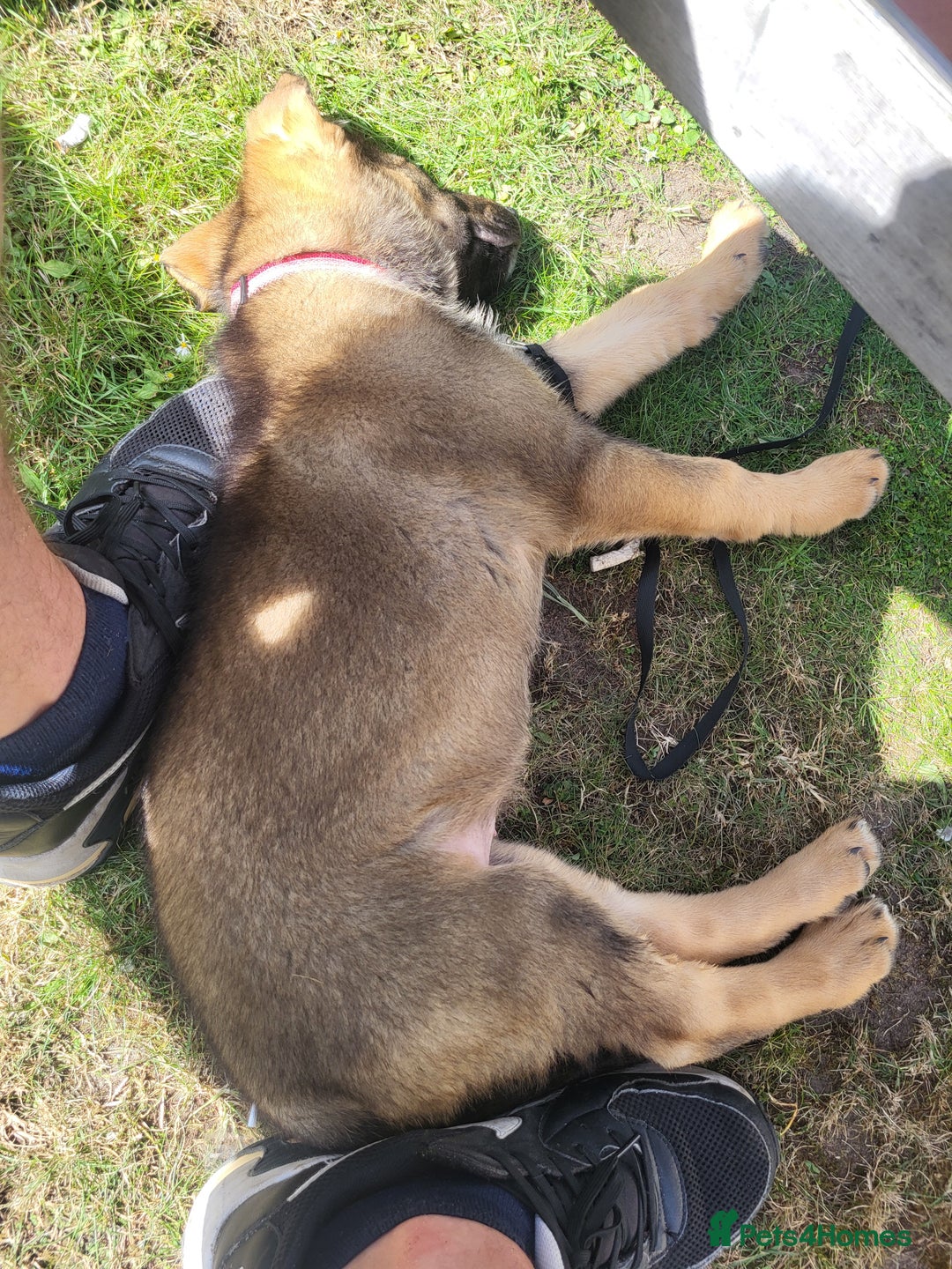 Mixed Breed dogs for sale: Puppy for rehome - Image 2