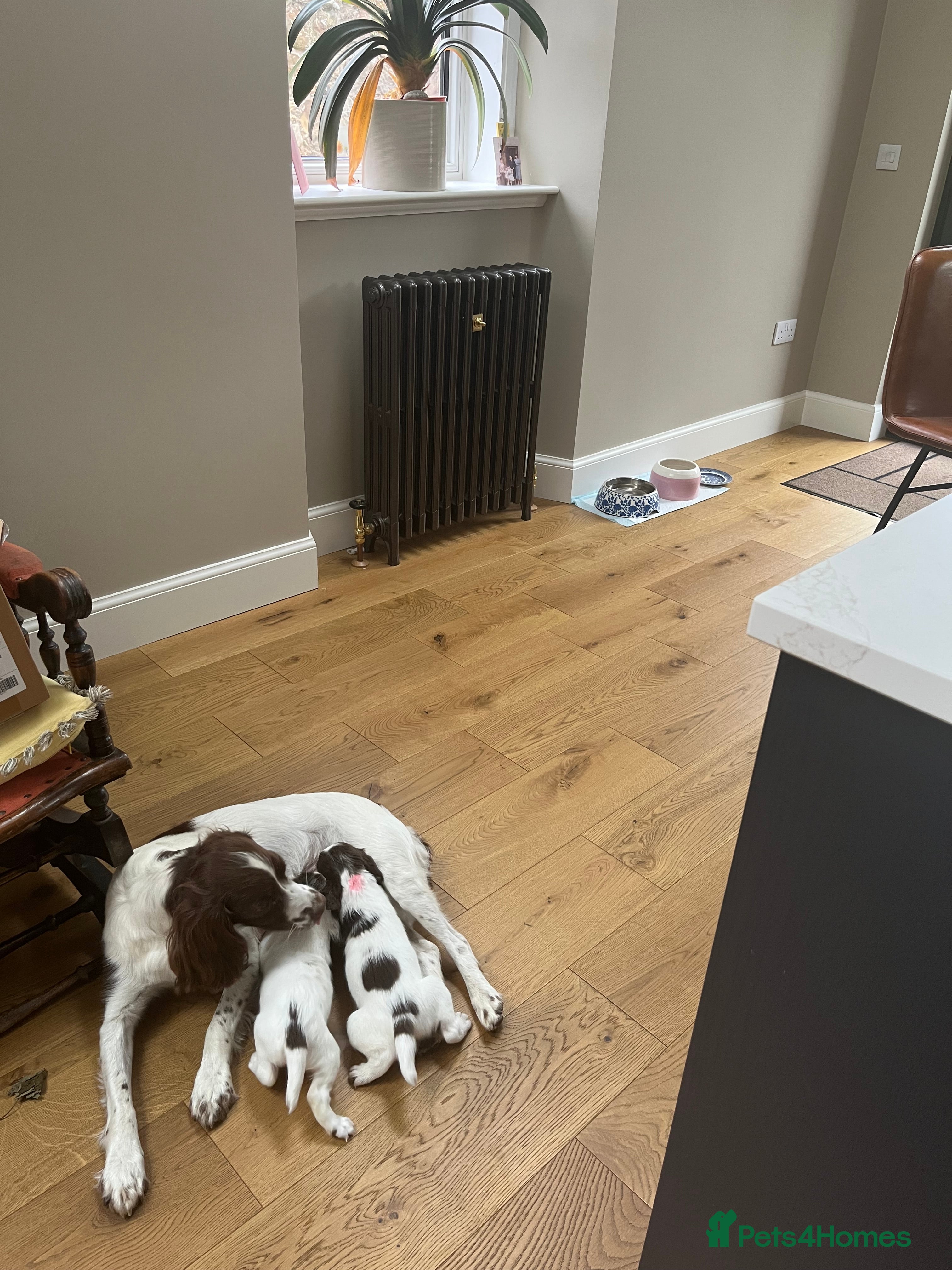 English Springer Spaniel dogs Exceptional English Springer Spaniel - Advert 2