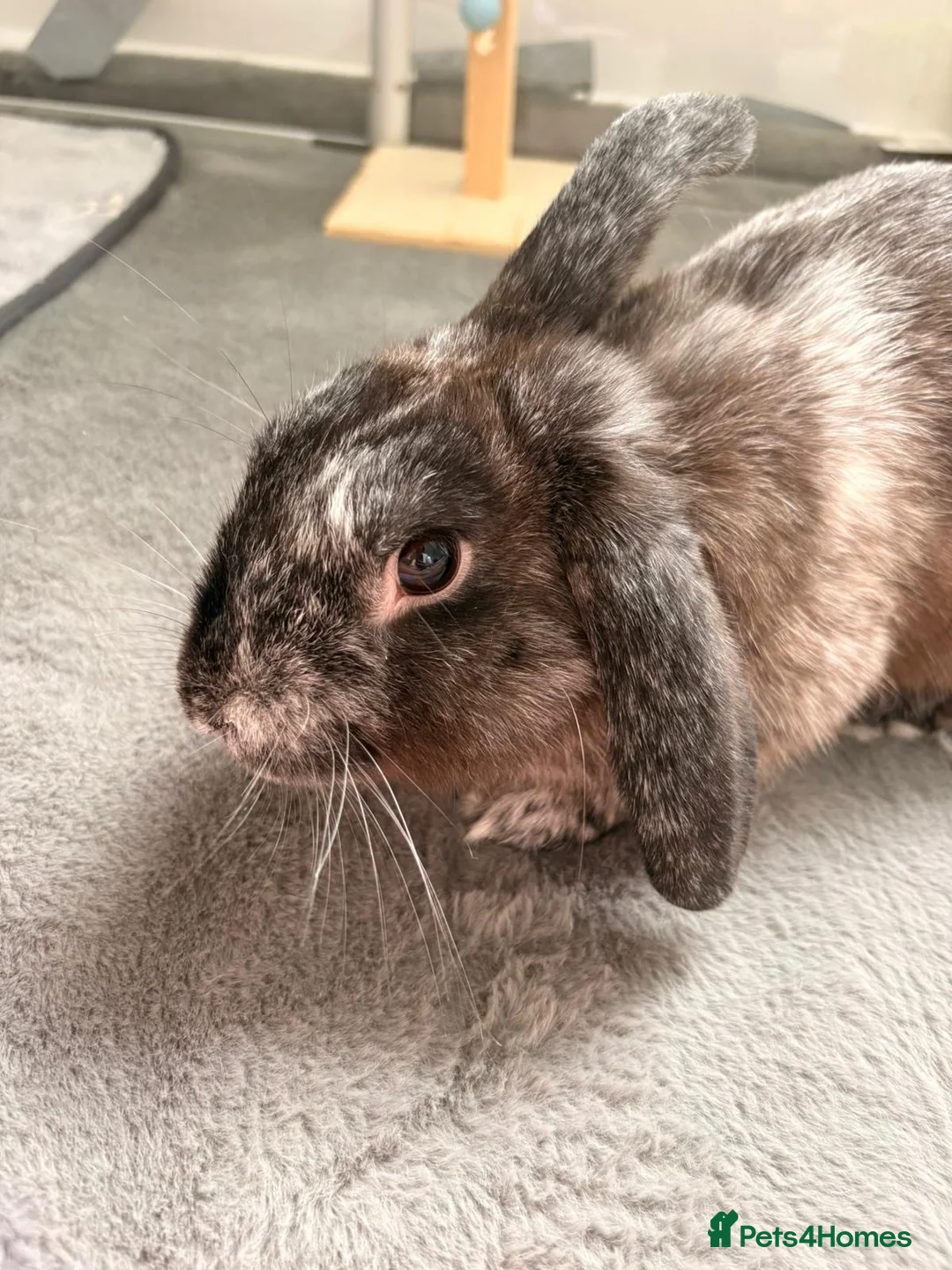 English Lop rabbits for sale: Mr Daniel Rathbone  - Advert 2