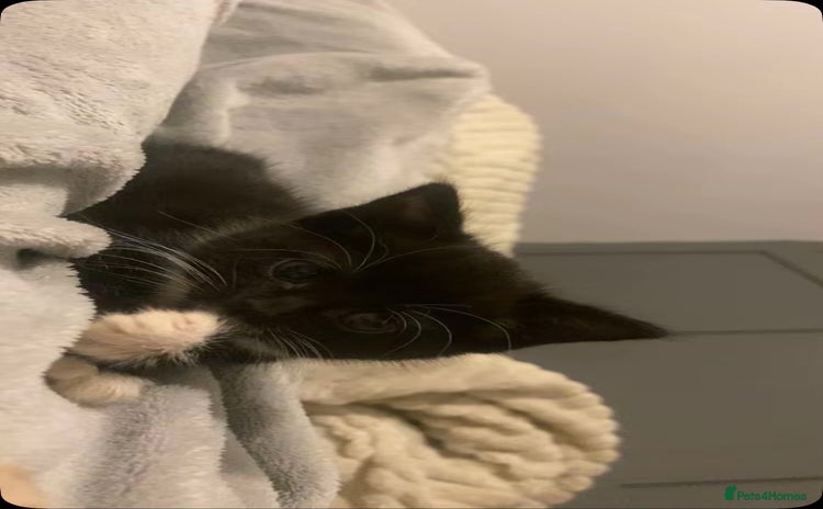 Mixed Breed cats - Advert 2