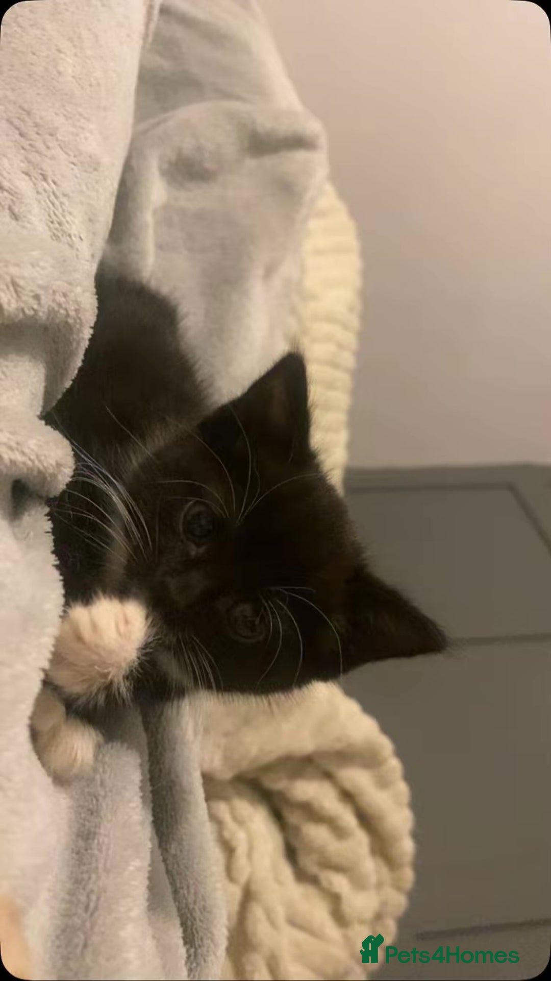 Mixed Breed cats for sale: two mixed breed black and white kittens  - Image 1