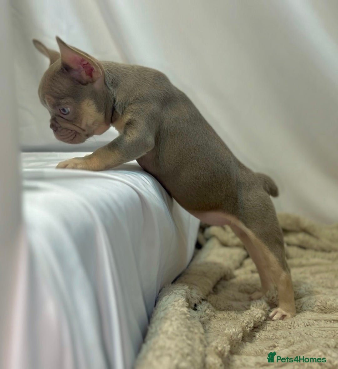 French Bulldog dogs for sale: 💕🐾 Stunning French bulldogs 🐾💕 - Advert 18