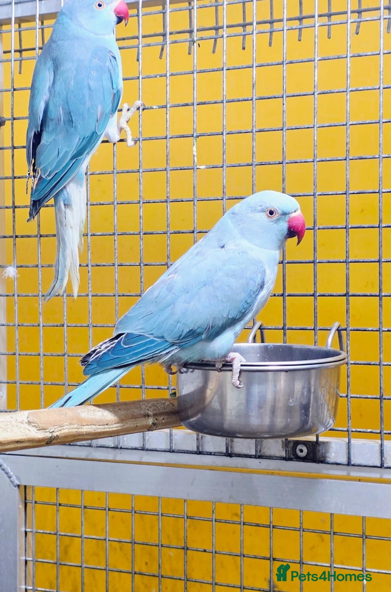 Parrots birds  Ring Neck Taking Parrots Male and female - Advert 1