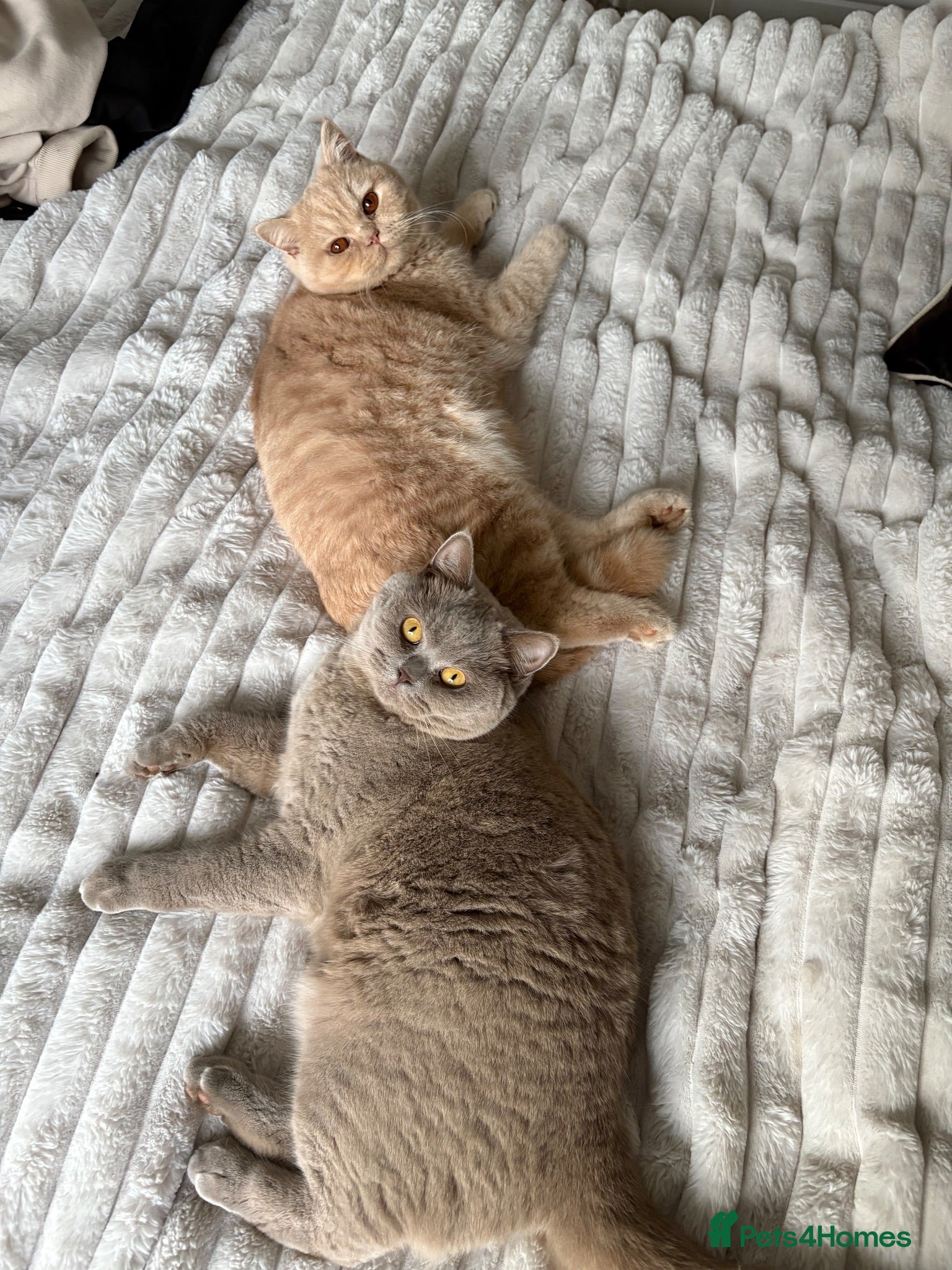 British Shorthair cats Fully active cream British made  - Advert 2