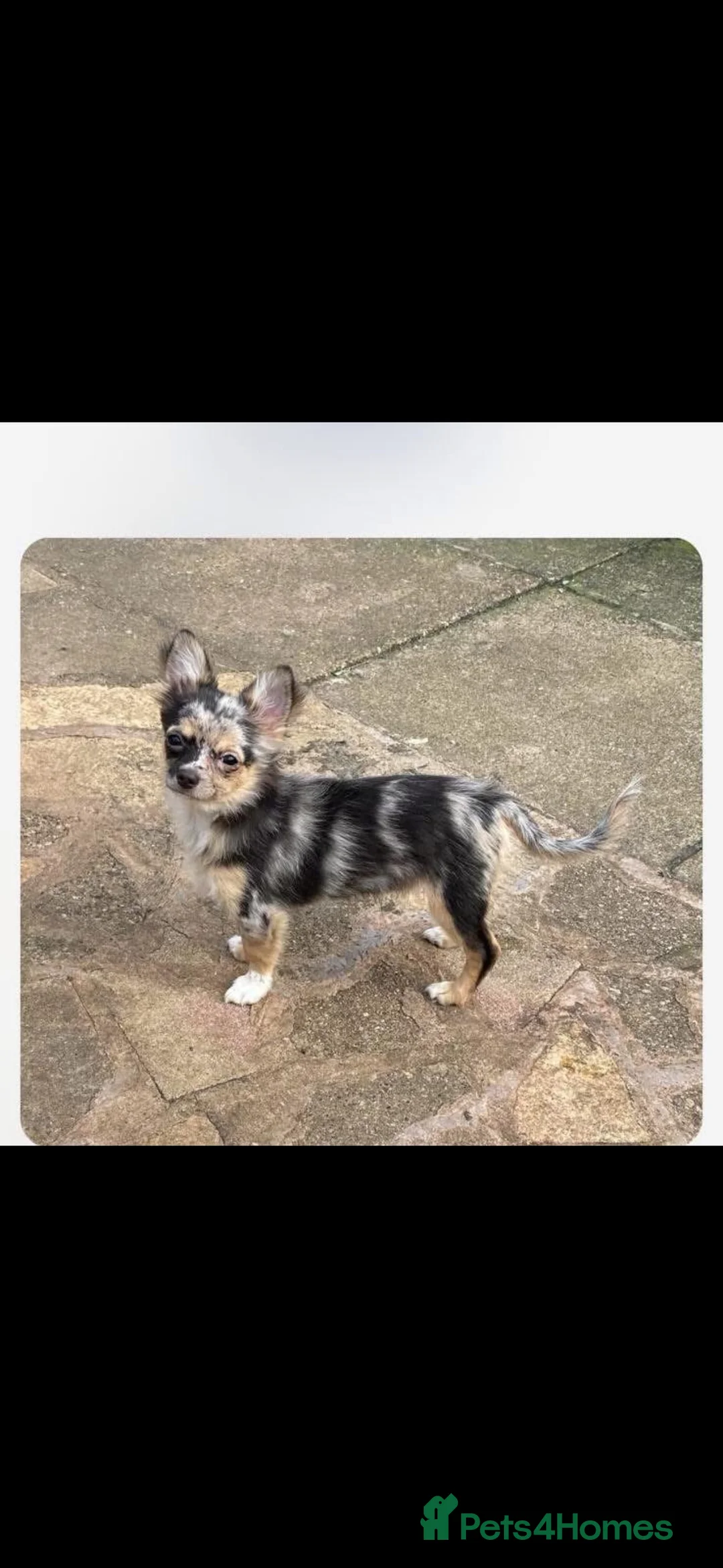Chihuahua dogs for sale: Long coat chihuahua puppy’s  in Rochester - Advert 2