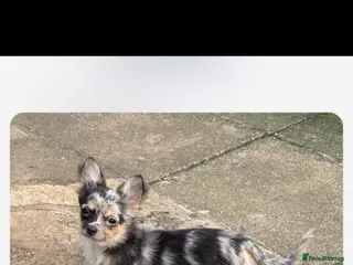 Chihuahua dogs Long coat chihuahua puppy’s - Advert 18