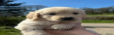 Golden Retriever Puppy 6 - Orange girl