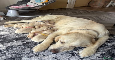 Golden Retriever dogs - Advert 15