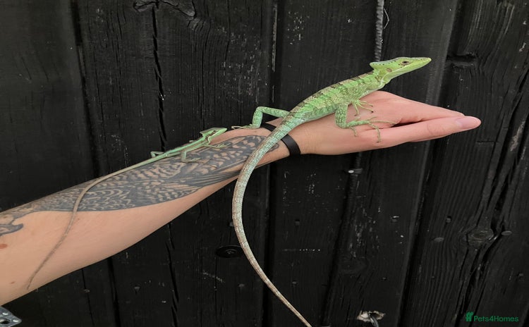 Iguana reptiles - Advert 1