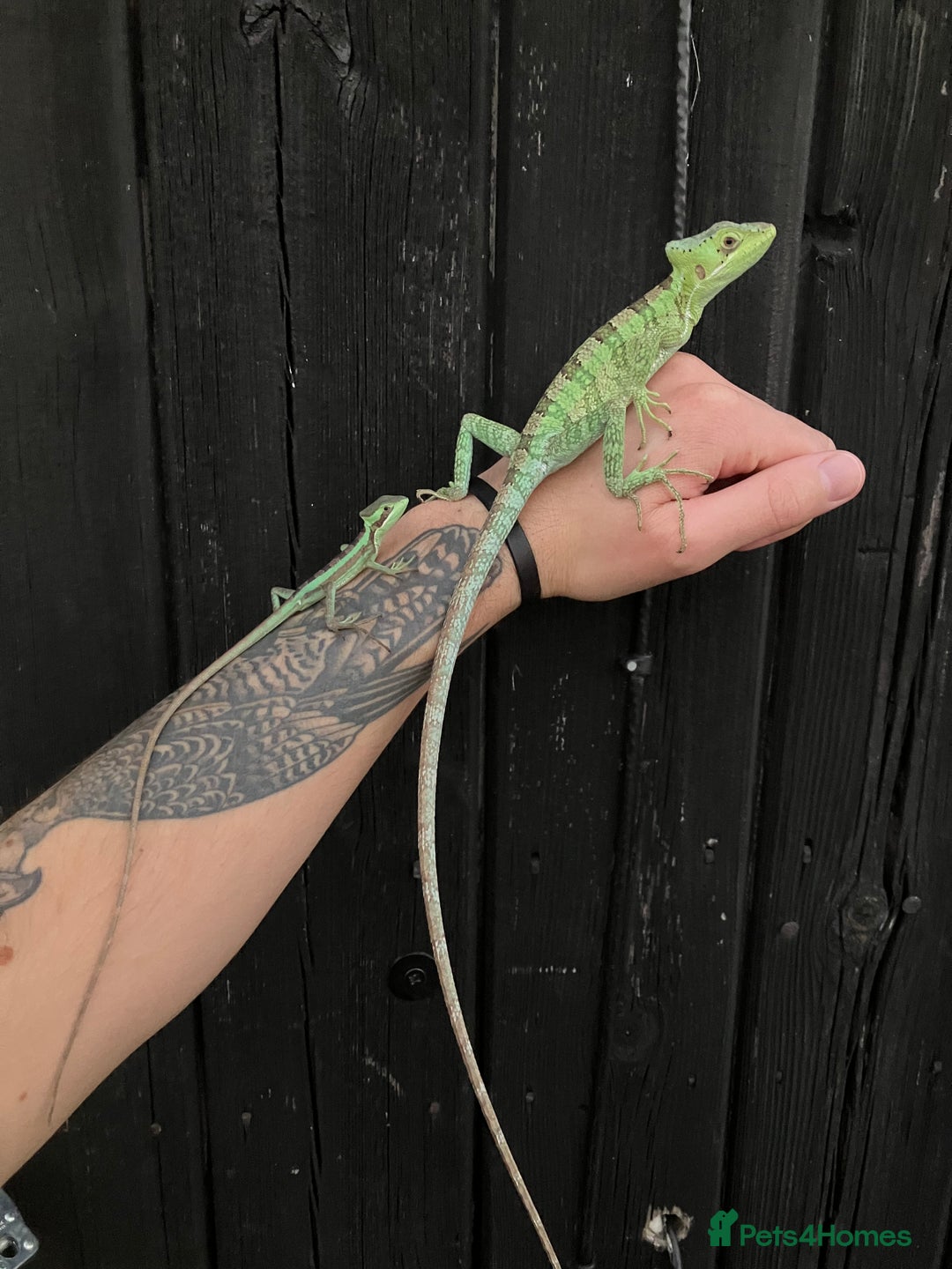 Iguana reptiles for sale: Eastern Casquehead & Hernandez’s Helmeted Iguanas - Image 1