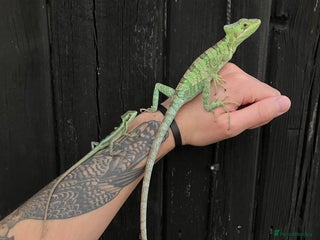 Iguana reptiles - Advert 3