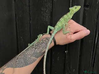 Iguana reptiles Eastern Casquehead & Hernandez’s Helmeted Iguanas - Advert 2