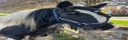 Irish Cob horses for sale: 🌼Daisy🌼 - Advert 13