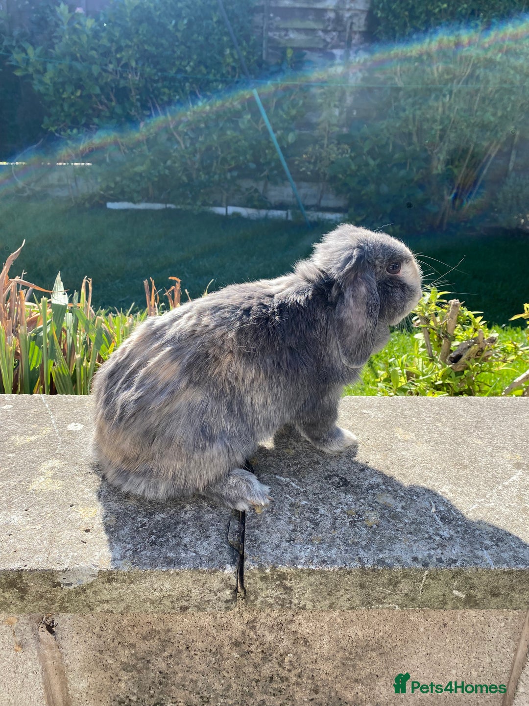 Mixed Breed rabbits for sale: Rabbits for sale  - Image 5