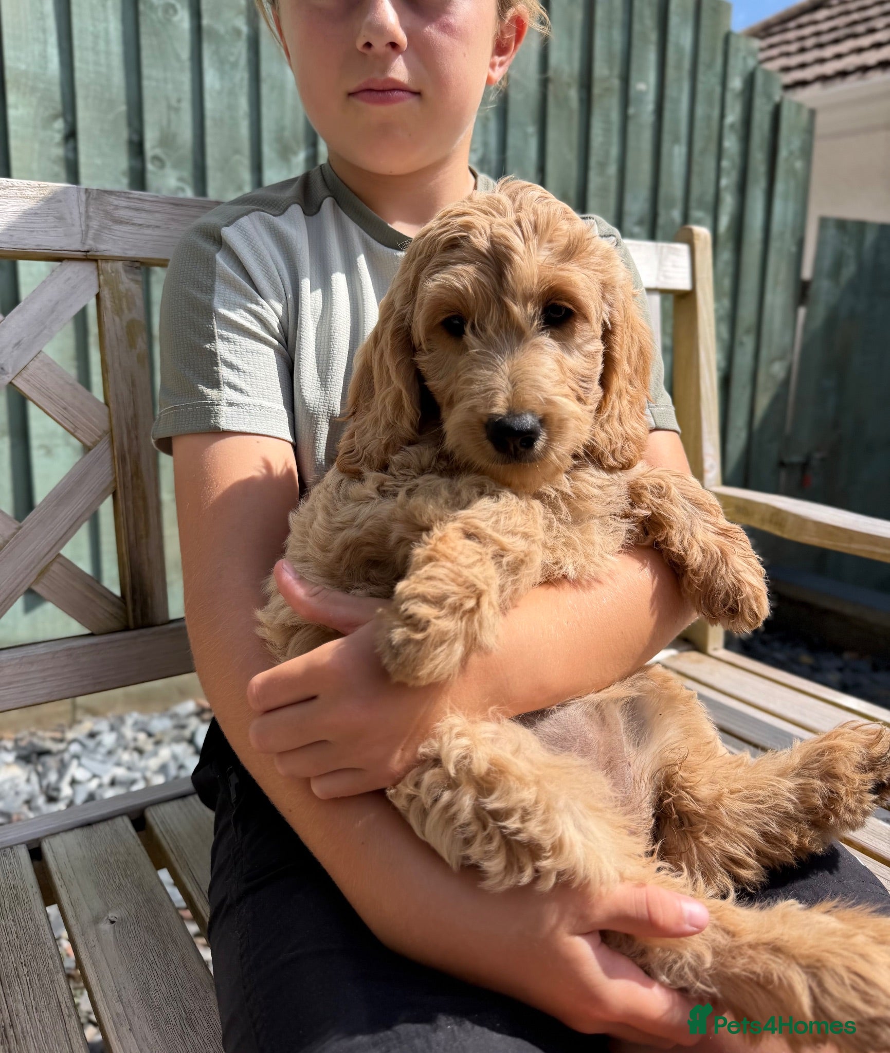 Goldendoodle dogs Beautiful Goldendoodle Puppies Ready Now - Advert 5