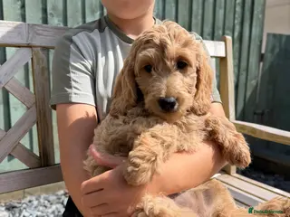 Goldendoodle dogs Beautiful Goldendoodle Puppies Ready Now - Advert 5