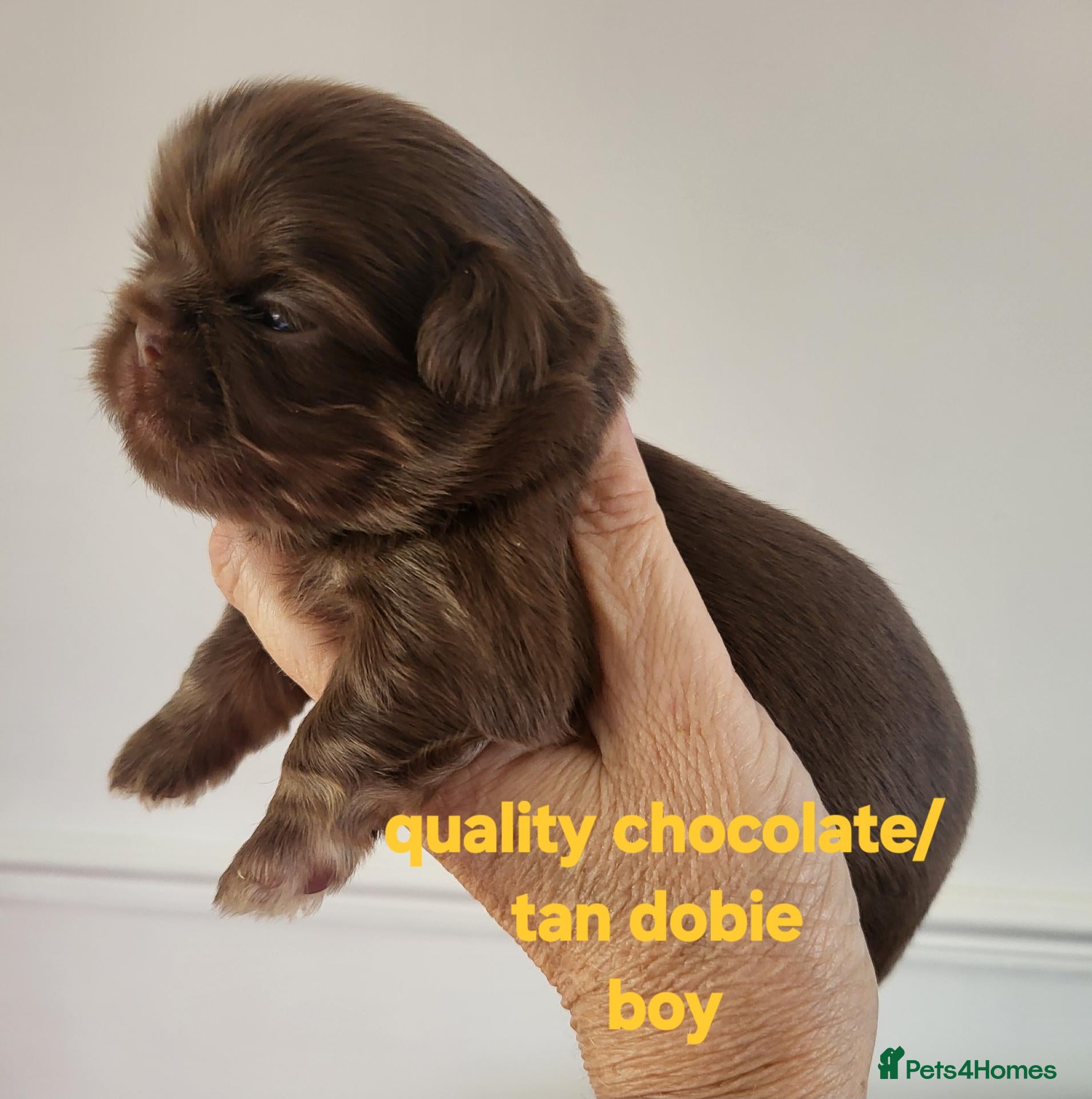 Shih Tzu dogs Quality dobie kc Imperial shih tzu  - Advert 18