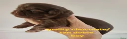 Shih Tzu dogs for sale: Imperial shih tzu  - Advert 12