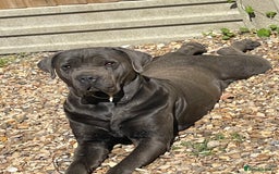 Cane Corso dogs for sale: Urgent! Stunning boy looking for a new home! - Image 6