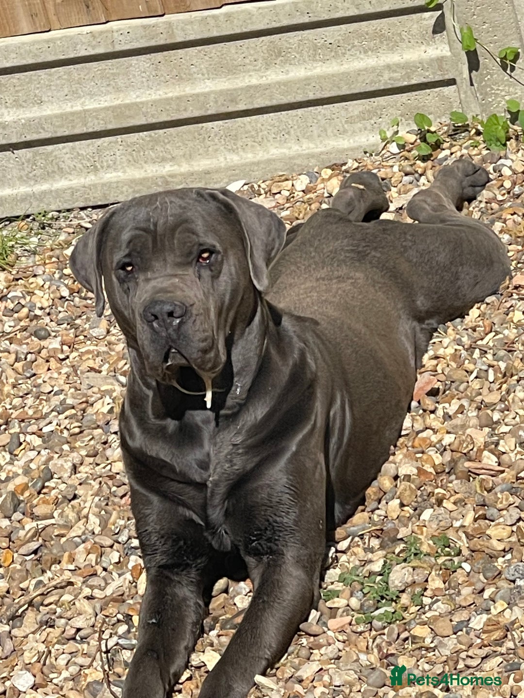 Cane Corso dogs for sale: Urgent! Stunning boy looking for a new home! - Image 6