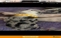Mixed Breed dogs for sale: beautiful Bull/Greyhound puppies  - Image 10