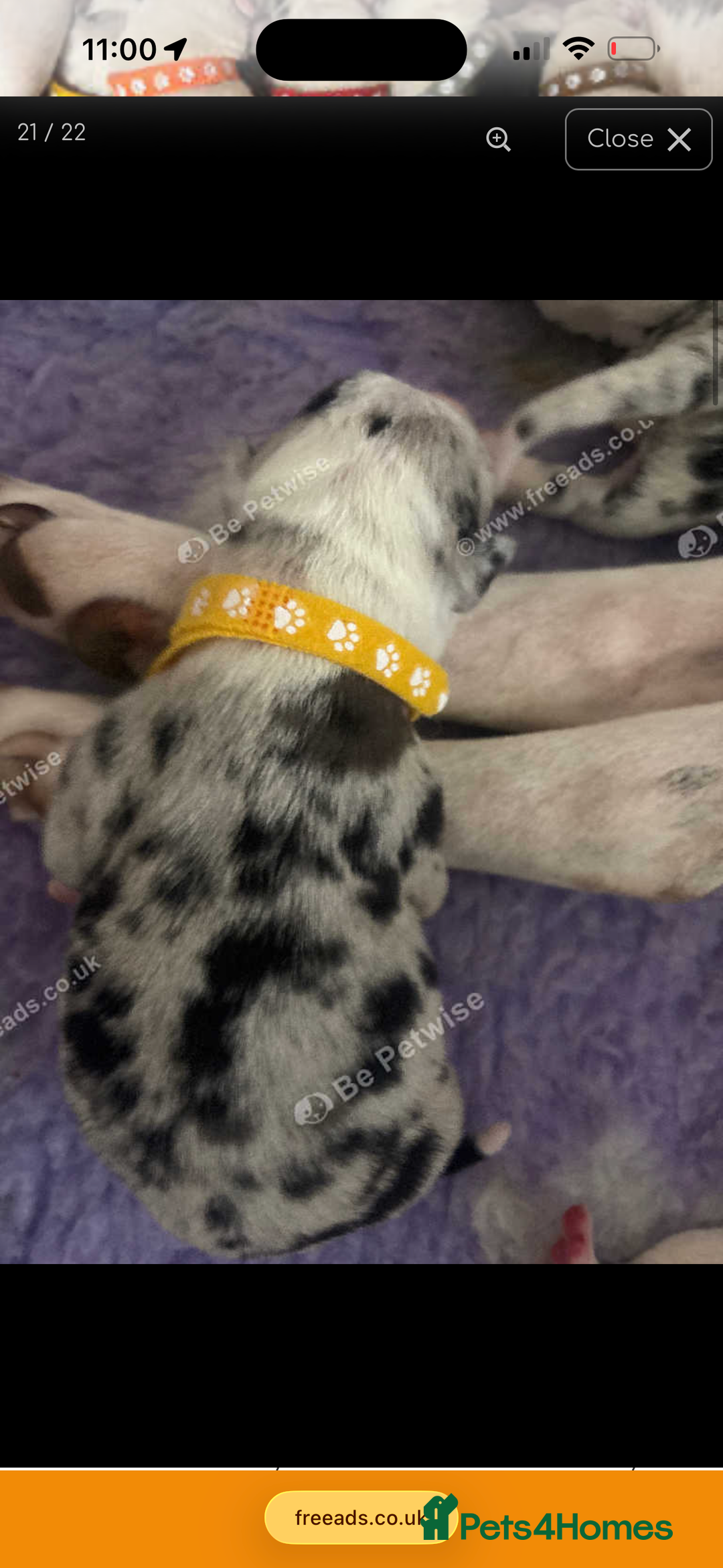 Mixed Breed dogs for sale: beautiful Bull/Greyhound puppies  - Image 10