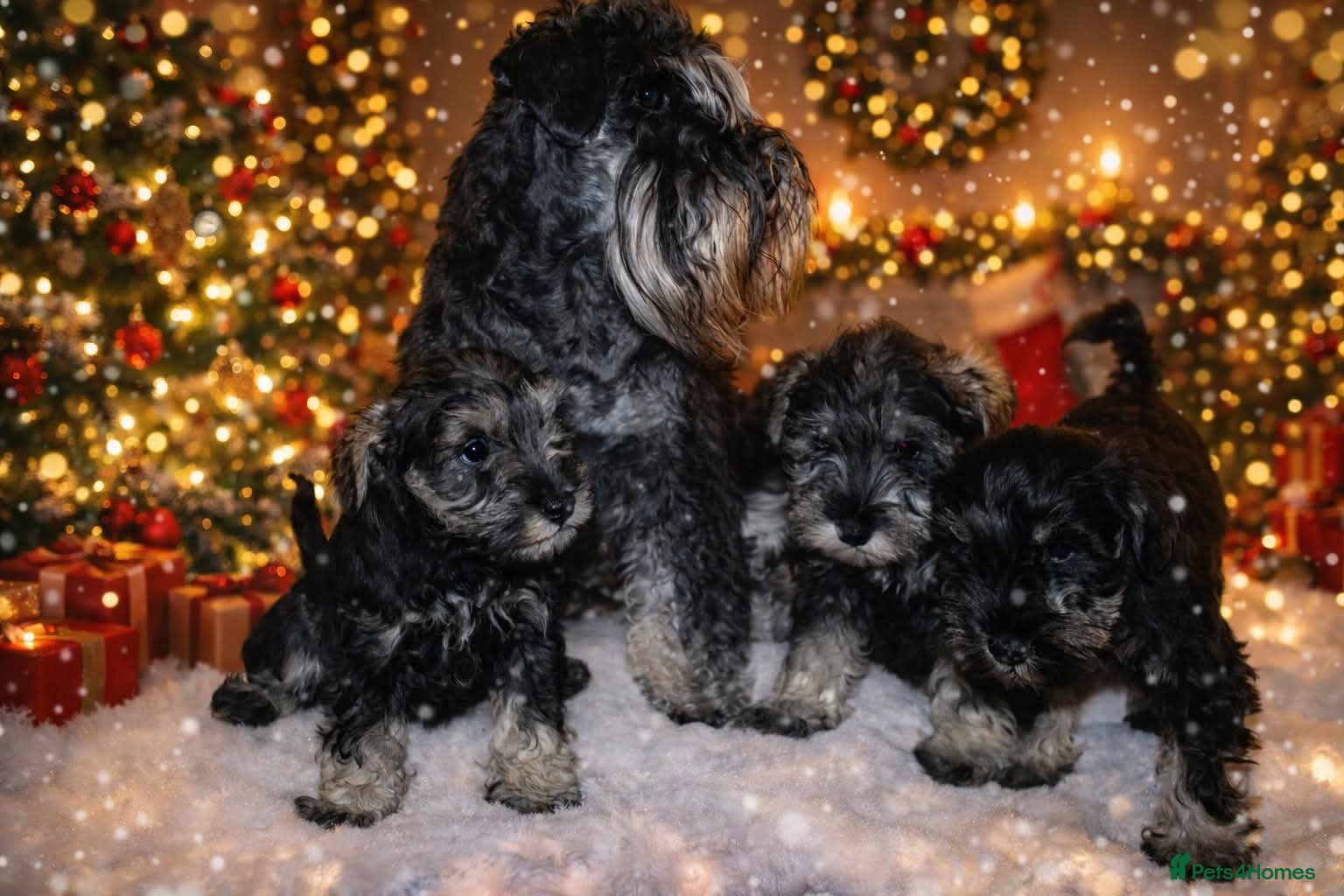 Miniature Schnauzer dogs Charming Mini Schnauzers with KC registration - Advert 1