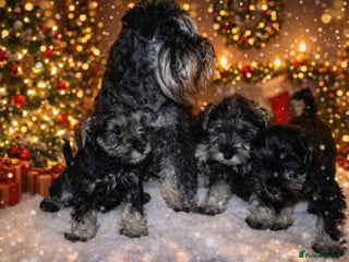 Miniature Schnauzer dogs Charming Mini Schnauzers with KC registration - Advert 1