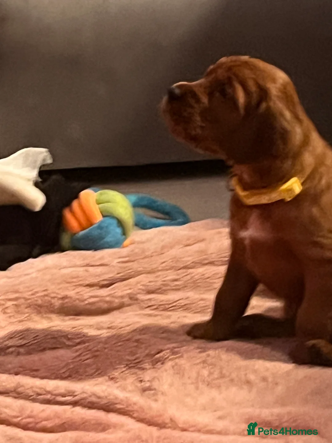Irish Setter dogs for sale: Quality Irish setter puppies KC Registered - Advert 16