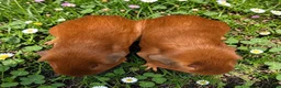 Guinea Pig rodents for sale: Gorgeous pairs of boys  - Advert 6