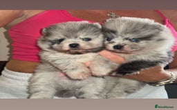 Pomeranian dogs for sale: Exotic quality mearle Poms with blue eyes 💙 - Image 3