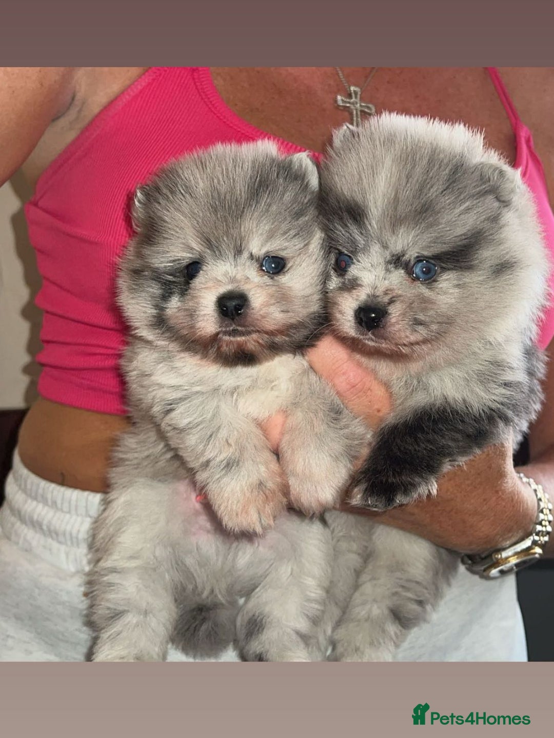 Pomeranian dogs for sale: Exotic quality mearle Poms with blue eyes 💙 - Image 3