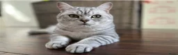 British Shorthair cats for sale: BRITISH SHORT HAIRED -SILVER TABBY - Advert 5