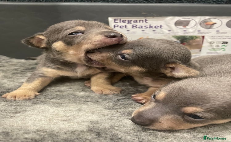 Jack Russell dogs - Advert 4