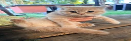 Scottish Fold cats for sale: Cute Scottish Fold Kittens 🐾 - Advert 13
