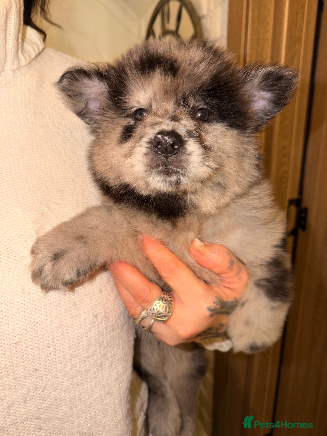 Mixed Breed dogs for sale: 🧸CHOW SHEPHERDS🧸 little bears ready now! - Advert 21