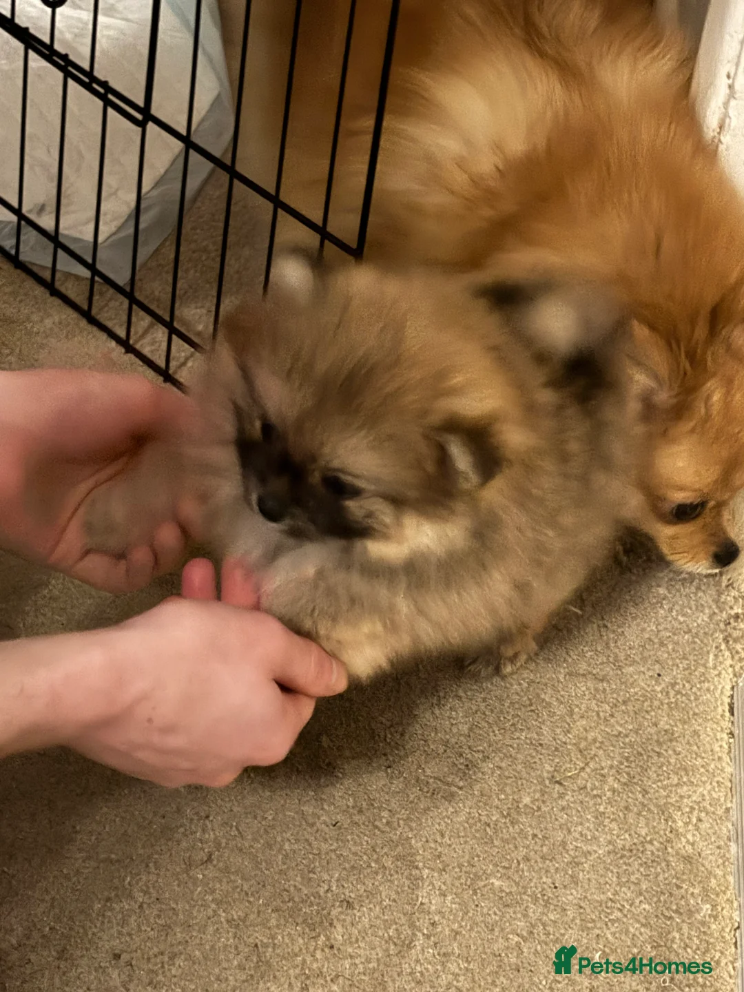Pomeranian dogs for sale: Pomeranian puppy for sale - Advert 3