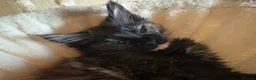 Maine Coon cats for sale: Fluffy Maine Coon Kittens - Advert 21