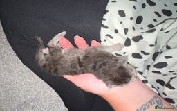 British Shorthair cats for sale: 🩵 3 British Long/Shorthair kittens! 🩵 - Image 14