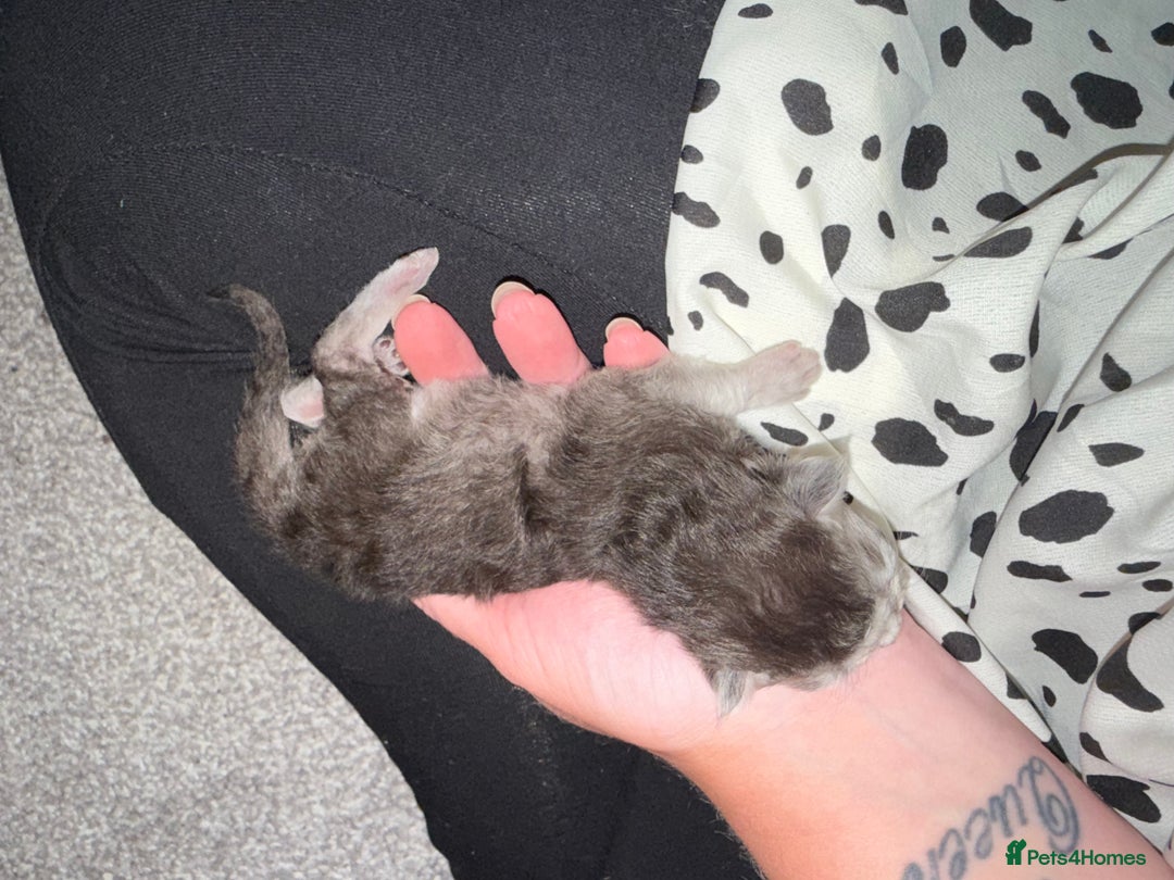 British Shorthair cats for sale: 🩵 3 British Long/Shorthair kittens! 🩵 - Image 14